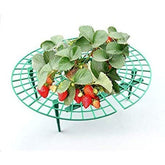 Hectarul - Suport pentru capsuni 5 buc